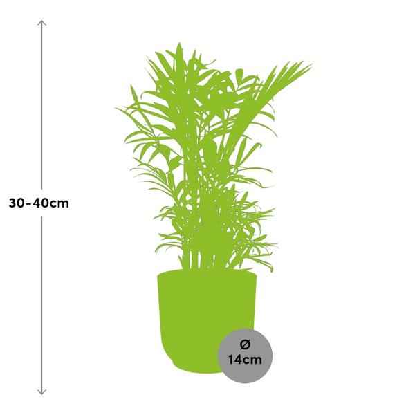 Image of Mexikanische Bergpalme – Chamaedorea Elegans – elegante Zimmerpflanze – pflegeleicht & luftreinigend – Ø14cm Topf – mit Vibes Fold Rosa Übertopf-1