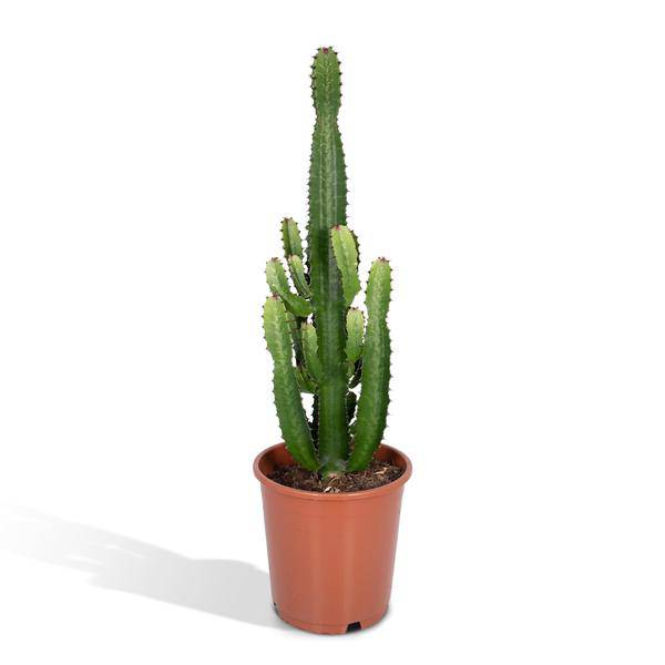 Image of Kaktus – Wolfsmilch – Euphorbia Acrurensis (Cowboy – Kaktus) – Zimmerpflanze – Ø24cm ↕60-80cm – Sukkulente – Pflegeleicht – Exotisches Wüstendesign-0