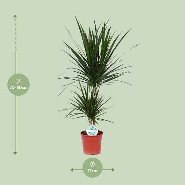 Image of Drachenbaum Dracaena Marginata Zimmerpflanze Ø17cm ↕75cm – pflegeleichte Grünpflanze für Wohnzimmer, Büro & helle Standorte kaufen-1