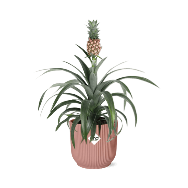 Image of Ananaspflanze Ananas Mi Amigo Zimmerpflanze Ø14cm – pflegeleichte Grünpflanze für Wohnzimmer, Büro & helle Standorte kaufen-0