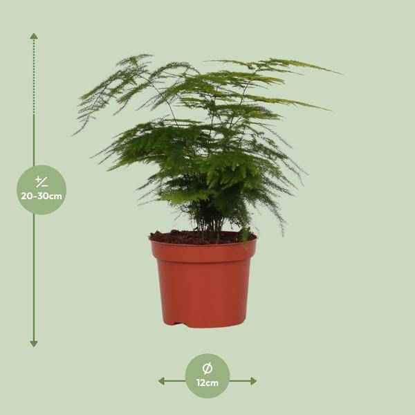 Image of Feder – Spargel Zimmerpflanze Ø12cm ↕35cm – pflegeleichte Grünpflanze für Wohnzimmer, Büro & helle Standorte kaufen