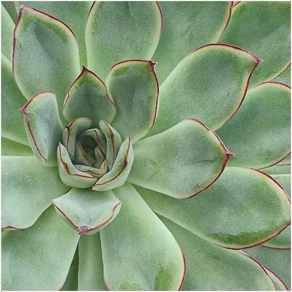 Image of Sukkulente – Echeveria pulidonis ROOTLESS – Ø20cm Schale Schwarz – Zimmerpflanze ohne Wurzeln – Pflegeleichte Schnitt-2