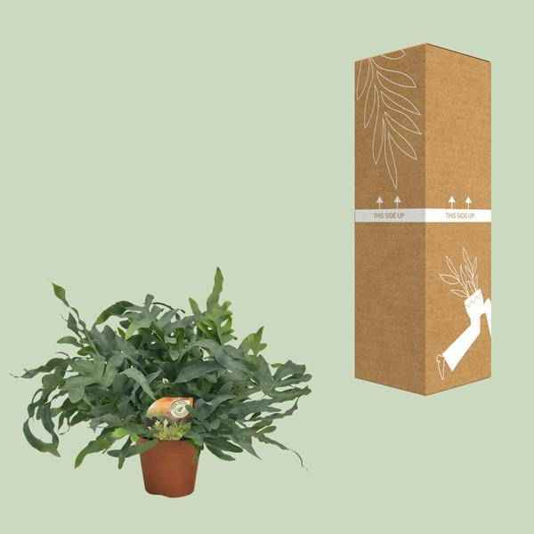 Image of Tüpfelfarn – Phlebodium aureum 'Blue Star' – Ø17cm – 60cm hoch – Zimmerpflanze – Luftreinigend & dekorativ – Bläuliches Farnlaub für Wohnraum & Büro-2
