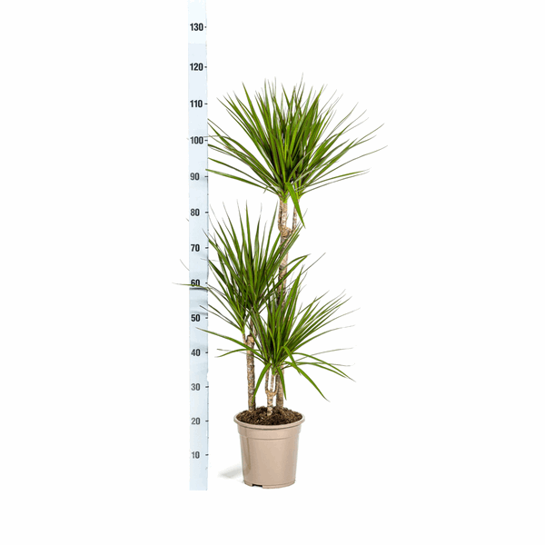 Image of Dracaena Marginata Green – Drachenbaum – Zimmerpflanze Ø21cm ↕110-130cm – Dunkelgrüne Blätter – Pflegeleicht-2