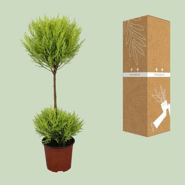 Image of Zimmerzypresse – Cupressus Goldcrest Wilma – Ø14cm – ↕60cm – immergrüne Zierpflanze für Innen & Außen – pflegeleichte Kübelpflanze mit frischem Duft-2