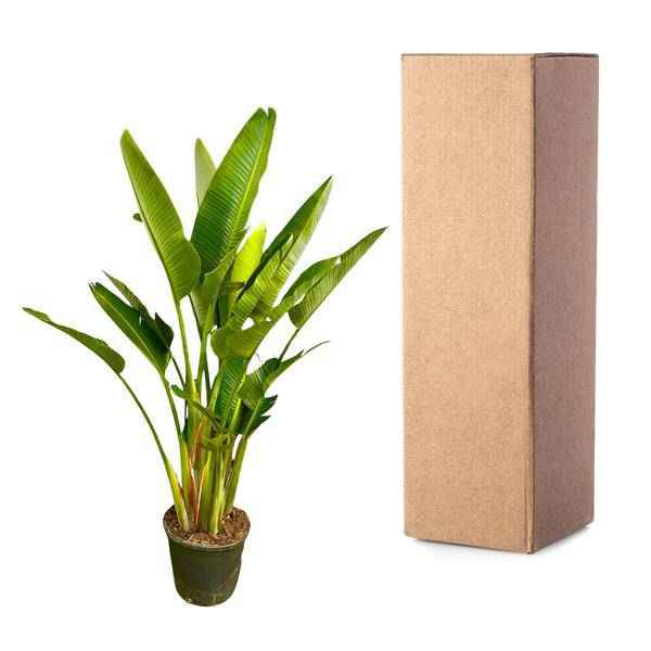 Image of Baum – Strelitzie – Strelitzia Augusta mehrstämmig XXL – 225cm – Ø40cm – Weißer Paradiesvogel-3