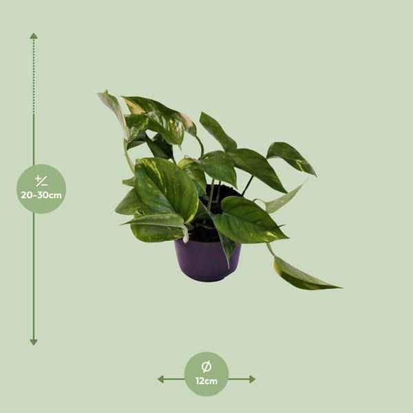 Image of Efeutute Scindapsus Epipremnum Aureum Zimmerpflanze Ø12cm ↕25cm – pflegeleichte Grünpflanze für Wohnzimmer, Büro & helle Standorte kaufen-1