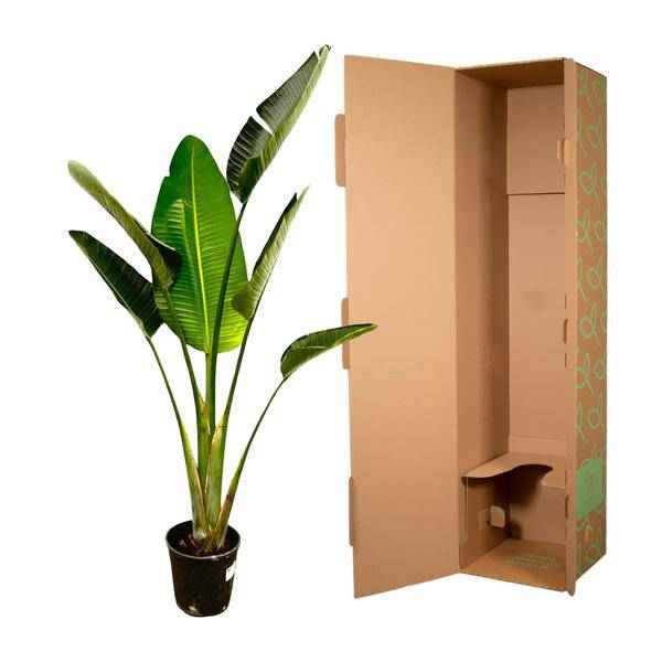 Image of Baum – Strelitzie – Strelitzia Augusta – Weißer Paradiesvogel – Zimmerpflanze – 180cm – Ø30cm – Tropische Grünpflanze für Wohnzimmer und Büro