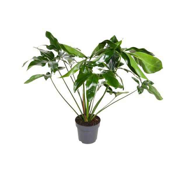 Image of Baumfreund Philodendron Green Wonder Zimmerpflanze Ø24cm ↕100cm – pflegeleichte Grünpflanze für Wohnzimmer, Büro & helle Standorte kaufen-0
