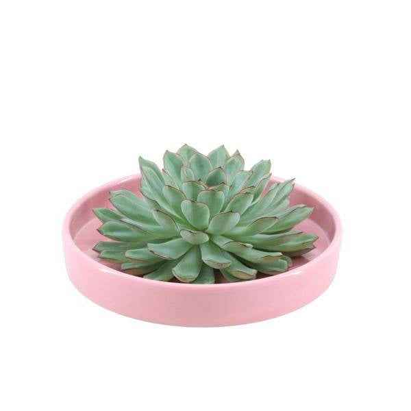 Image of Sukkulente – Echeveria pulidonis ROOTLESS – Ø20cm Schale Rosa – Zimmerpflanze ohne Wurzeln – Pflegeleichte Schnitt-0