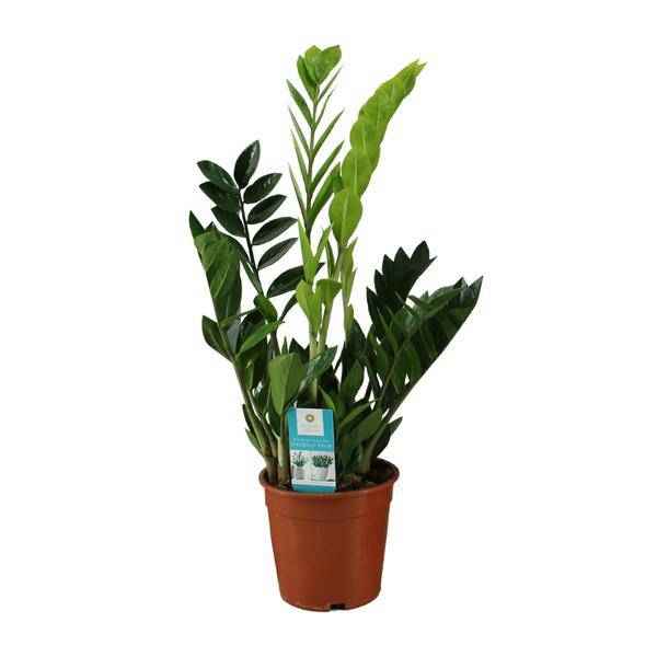 Image of Glücksfeder Zamioculcas zamiifolia Zimmerpflanze Ø17cm ↕65cm – pflegeleichte Grünpflanze für Wohnzimmer, Büro & helle Standorte kaufen-0