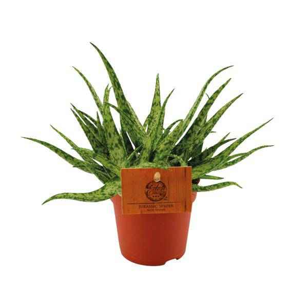 Image of Sukkulente – Aloe Spider – Zimmerpflanze – Ø10,5cm – ↕15cm – Pflegeleichte Grünpflanze mit dekorativen stacheligen Blättern – Ideal für sonnige Standorte-0