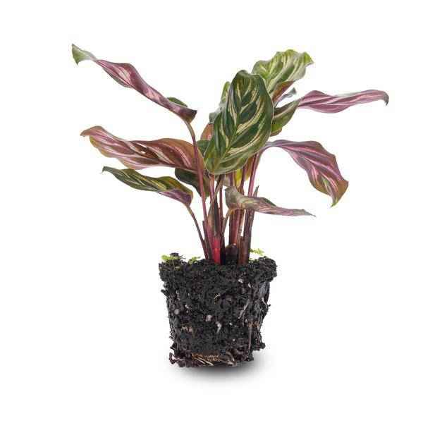 Image of Calathea Makoyana Zimmerpflanze – pflegeleichte Grünpflanze für Wohnzimmer, Büro & helle Standorte kaufen-0