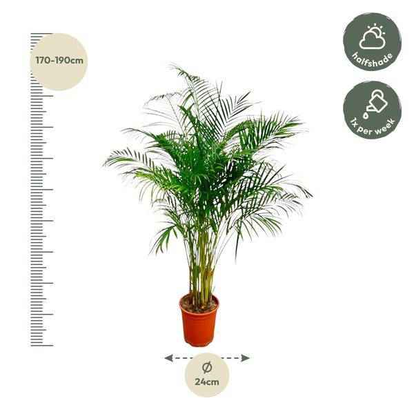 Image of Goldfruchtpalme Dypsis Lutescens Zimmerpflanze Ø24cm ↕170cm – tropische Grünpflanze für Wohnzimmer, Büro & helle Standorte kaufen-1