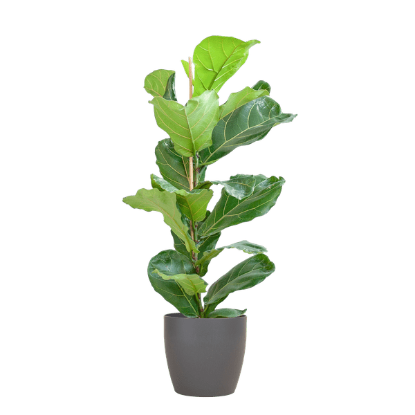 Image of Ficus Lyrata – Geigen – Feige – Zimmerpflanze – 80cm – Ø21cm – inkl. Übertopf – Große Blätter, pflegeleicht, dekorativ-0