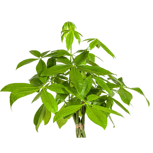 Image of Glückskastanie – Pachira Aquatica – Zimmerpflanze – Ø27cm – Höhe 140-150cm – Geflochtener Stamm & glänzende Blätter – Exotisch & pflegeleicht-1