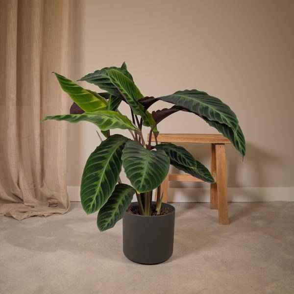 Image of Calathea Warscewiczii – Pfauenpflanze – Ø19cm x H70cm – Samtige Zimmerpflanze mit gemusterten Blättern – Für schattige Standorte – Pflegeleicht-1