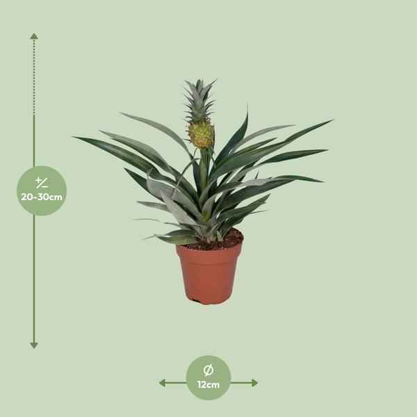 Image of Ananaspflanze – Bromelia Ananas – tropische Zimmerpflanze – Ø12cm – ca. 30cm hoch – pflegeleicht & dekorativ-1