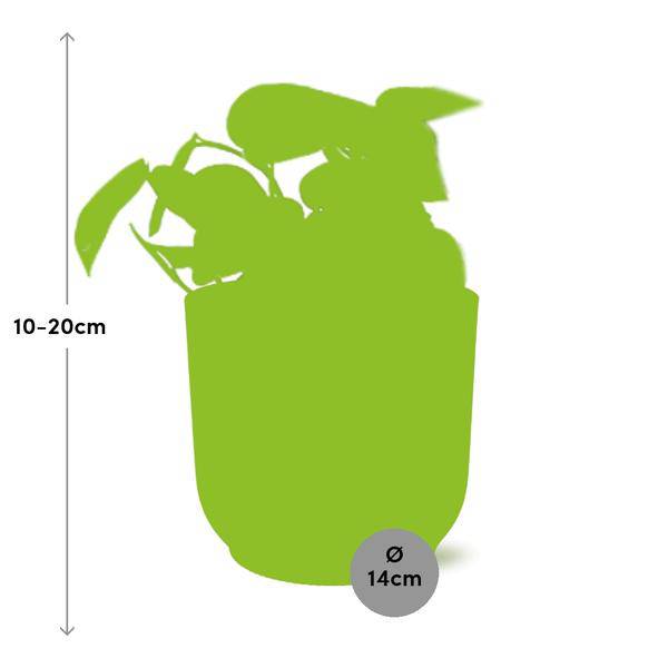Image of Efeutute Scindapsus Pictus Trebie Zimmerpflanze Ø12cm Ø14cm – pflegeleichte Grünpflanze für Wohnzimmer, Büro & helle Standorte kaufen-1
