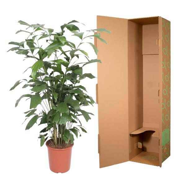 Image of Fischschwanzpalme – Caryota Mitis – Zimmerpflanze – 140cm – Ø27cm – Exotische Palme mit fächerförmigen Blättern für Wohnzimmer und Büro