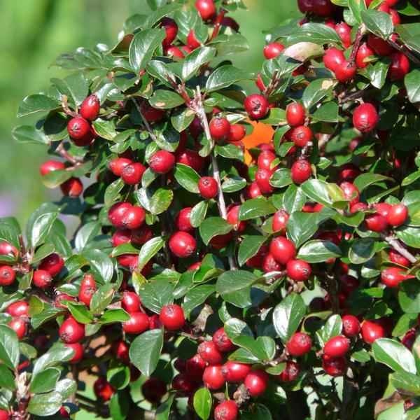 Image of Teppichmispel Cotoneaster dammeri 'Major' – 12 Pflanzen – ↕25cm – Ø9cm – Bodendecker – Winterhart & pflegeleicht – Sonne & Schatten