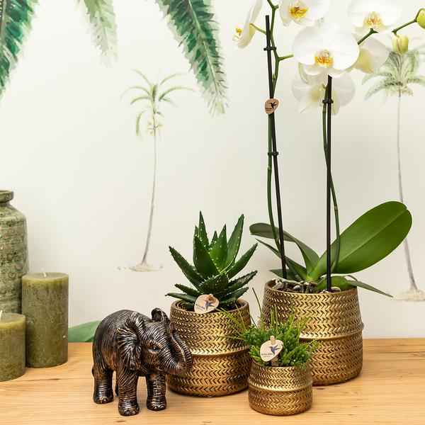 Image of Blumentopf Rille – Gold – Ø6cm – Kleiner Keramik – Ziertopf mit Rillenstruktur – Mattes Finish – Mini – Übertopf für Orchideen & Sukkulenten-4