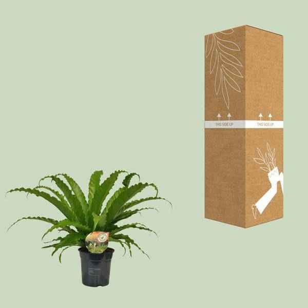 Image of Nestfarn – Asplenium Osaka – Zimmerpflanze – Ø17cm – ↕40cm – pflegeleichte Farnpflanze mit eleganten Wedeln – tropische Grünpflanze für Innenräume