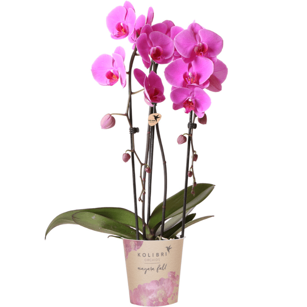 Image of Rosa Phalaenopsis Orchidee – Niagara Fall – Ø12cm Höhe55-60cm – Blühende Zimmerpflanze mit großen rosa Blüten – Elegante Orchidee als Geschenk & Deko-0