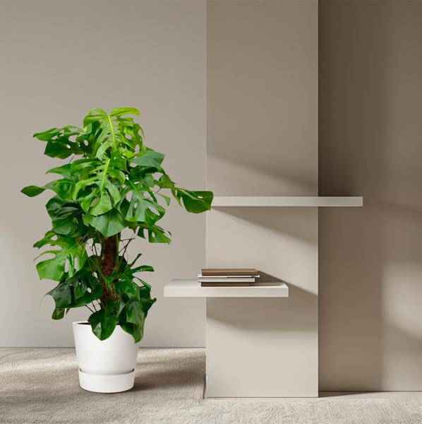 Image of Monstera Deliciosa – Köstliches Fensterblatt – Zimmerpflanze 140cm – Ø24cm – Tropische XXL – Pflanze mit großen grünen Blättern – Pflegeleicht-4