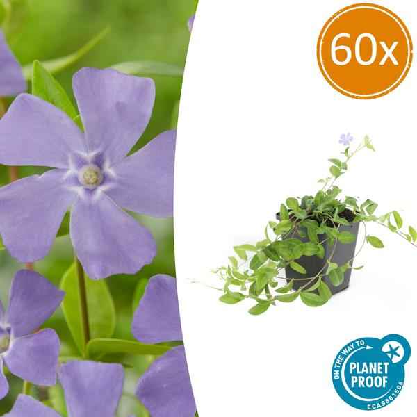 Image of Vinca minor – 60 Pflanzen – Kleines Immergrün – Bodendecker – Blühend Blau – Sonne & Schatten – Pflegeleicht – Gartenpflanze