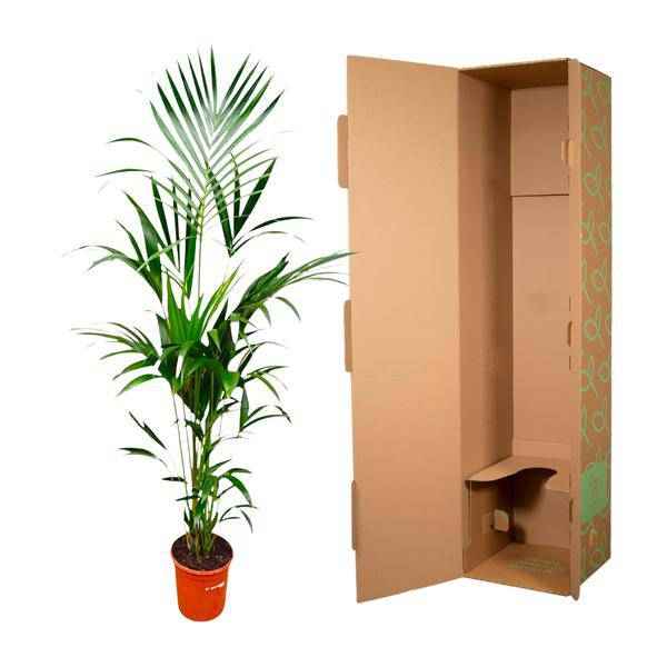Image of Kentia-Palme – Howea forsteriana – 180 cm hoch – Ø24 cm – Elegante Zimmerpalme – Luftreinigend & pflegeleicht – Für Wohnzimmer, Büro & Wintergarten