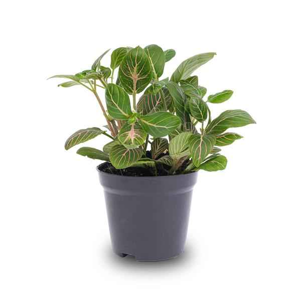 Image of Fittonia Joly Josan – Mosaikpflanze – Zimmerpflanze – Terrarienpflanze – Tropische Pflanze mit roten & grünen Blättern – Ø8,5cm-1