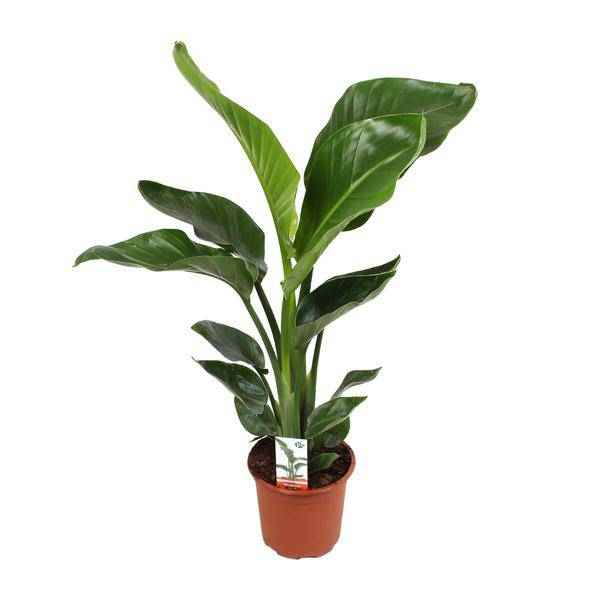Image of Baum – Strelitzie Strelitzia Nicolai – Zimmerpflanze Ø17cm ↕70cm – exotische Paradiesvogelblume mit tropischem Flair für Wohnzimmer Büro
