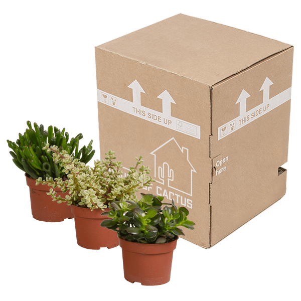 Image of Sukkulenten – Crassula Mix – 3 Pflanzen – Ø10,5cm – pflegeleichte Zimmerpflanzen – robuste Minibäume für Zuhause & Büro-2