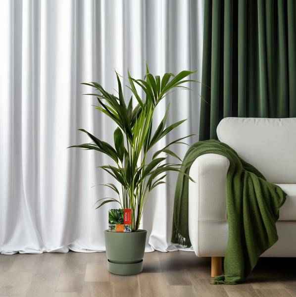 Image of Kentiapalme Howea Forsteriana Zimmerpflanze Ø19cm ↕100cm – tropische Grünpflanze für Wohnzimmer, Büro & helle Standorte kaufen-3