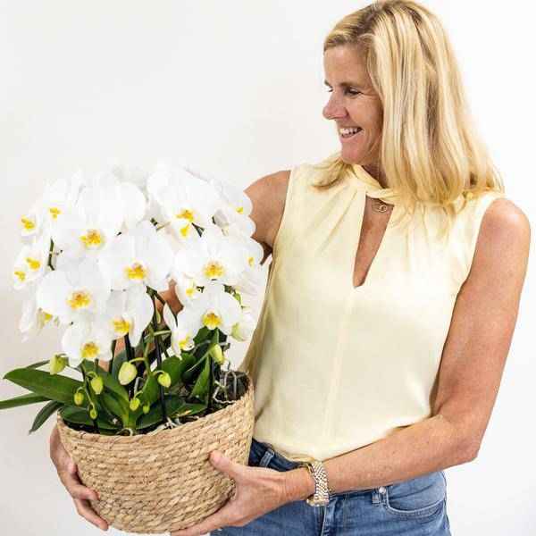 Image of Orchideen – Set Weiß im Baumwollkorb Zimmerpflanze Ø12cm – blühende Orchidee für Wohnzimmer, Büro & helle Standorte kaufen-1