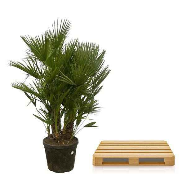 Image of Chamaerops Humilis – Zwergpalme – mehrstämmig – Mediterrane Zimmer – und Gartenpflanze – Ø45cm – ↕180cm