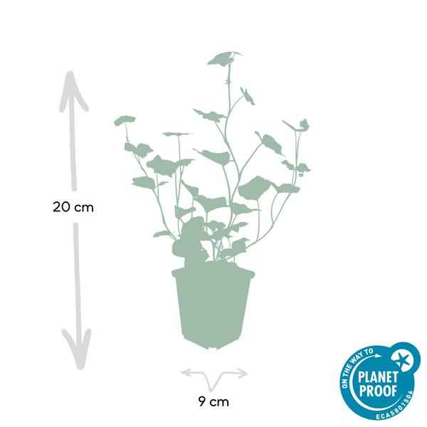Image of Hedera hibernica – Großblättriger Irischer Efeu – Ø9cm – ↕10-25cm – 12 Pflanzen – Vielseitiger Kletter – & Bodendecker