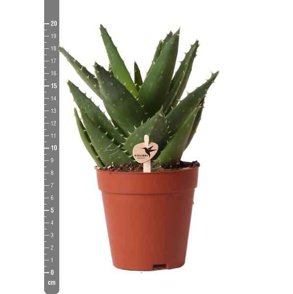 Image of Sukkulente Aloe Brevifolia Zimmerpflanze Ø9cm – pflegeleichte Sukkulente für Wohnzimmer, Büro & helle Standorte kaufen-4