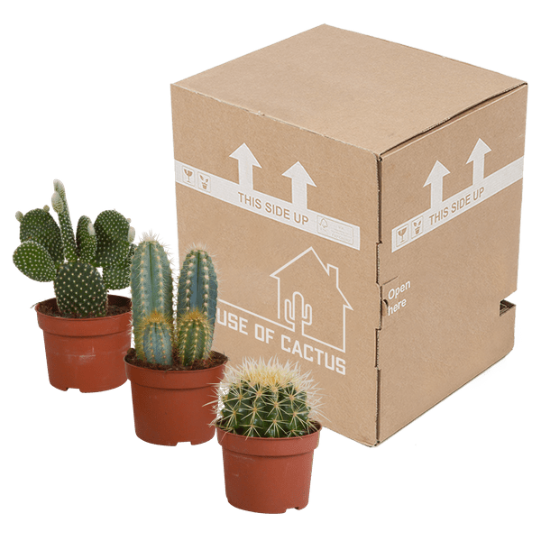 Image of Kakteen Mix – 3 Pflanzen – Ø10,5cm Zimmerpflanzen – Verschiedene Kakteen im Mix – Pflegeleichte Sukkulenten für Fensterbank, Büro & Wohnzimmer
