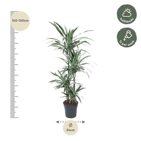 Image of Drachenbaum Zimmerpflanze Ø24cm ↕150cm – pflegeleichte Grünpflanze für Wohnzimmer, Büro & helle Standorte kaufen-1