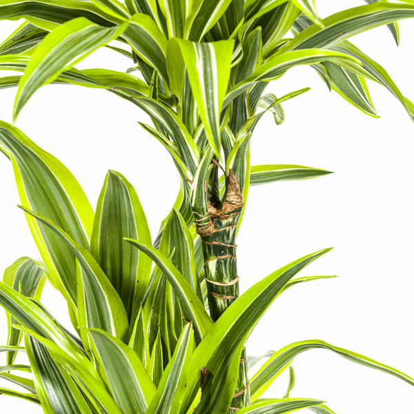 Image of Drachenbaum Dracaena Deremensis Lemon Lime – Ø24cm – ↕130-150cm – Exotische Zimmerpflanze mit grün – gelben Blättern – Pflegeleicht & luftreinigend