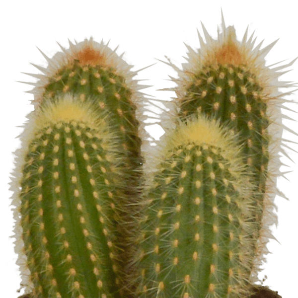 Image of Cereus Mix – 3 Zimmerpflanzen – Ø10,5cm – Verschiedene Säulen – & Stabkakteen – Pflegeleichte Kakteen im Mix