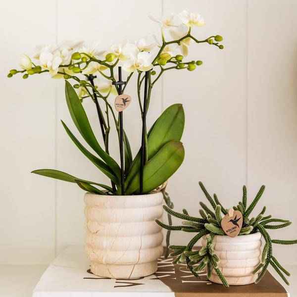 Image of Dekotopf Marmor – Hell – Ø9cm – Keramik Blumentopf in Marmoroptik – Zeitloses Design – Für Zimmerpflanzen, Orchideen & Sukkulenten