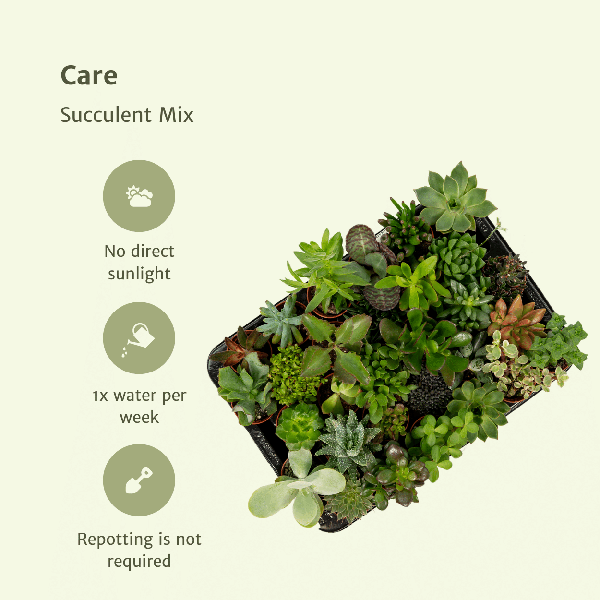 Image of Sukkulenten Mix – 10 Pflanzen – Verschiedene Arten – Aloe Vera, Echeveria, Kalanchoe, Sedum – Zimmerpflanzen im Topf – Ø5,5cm – ↕7cm-4