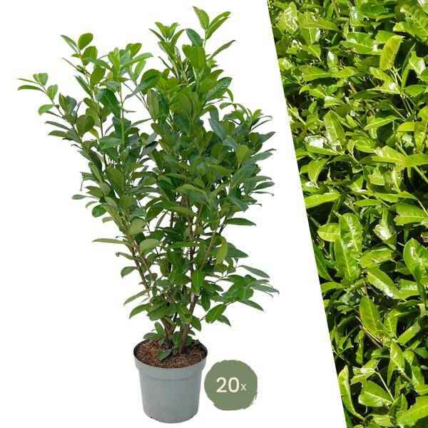 Image of Kirschlorbeer Rotundifolia – 20 Pflanzen für 10 Meter Hecke – Immergrüne Lorbeerkirsche 125-150cm – Schnellwachsend & dicht