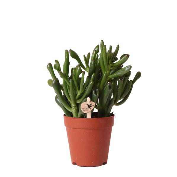 Image of Sukkulente – Crassula Hobbit – Zimmerpflanze – Ø9cmaSukkulente Crassula Hobbit – Robuste Zimmerpflanze – Ø9cm