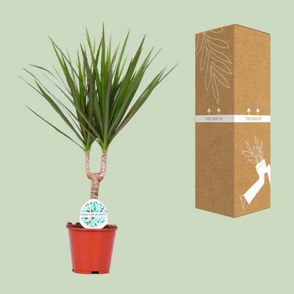 Image of Drachenbaum Dracaena Marginata Zimmerpflanze Ø14cm ↕55cm – pflegeleichte Grünpflanze für Wohnzimmer, Büro & helle Standorte kaufen-2