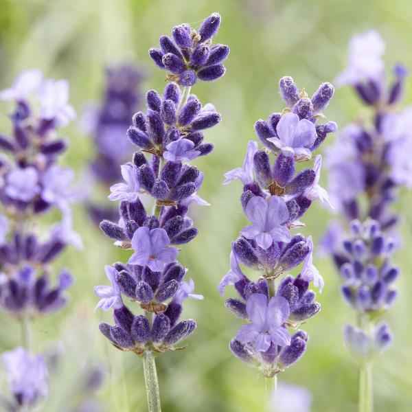 Image of Lavendel – Lavandula angustifolia 'Hidcote' – Zierpflanze – Ø9cm – 12 Pflanzen – blühfreudig & pflegeleicht – Sommerblüte