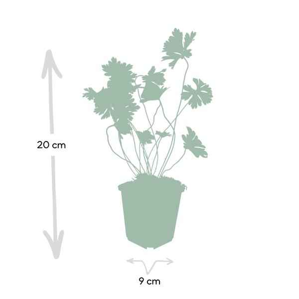 Image of Storchschnabel Geranium Rozanne – 12 Pflanzen – ↕10-25cm – Ø9cm – Lilafarbene Blüten – Bodendecker & Gartenpflanze – Lange Blütezeit